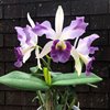 Cattleya Dipizzi coerulea x L.Labiats coeruleai 